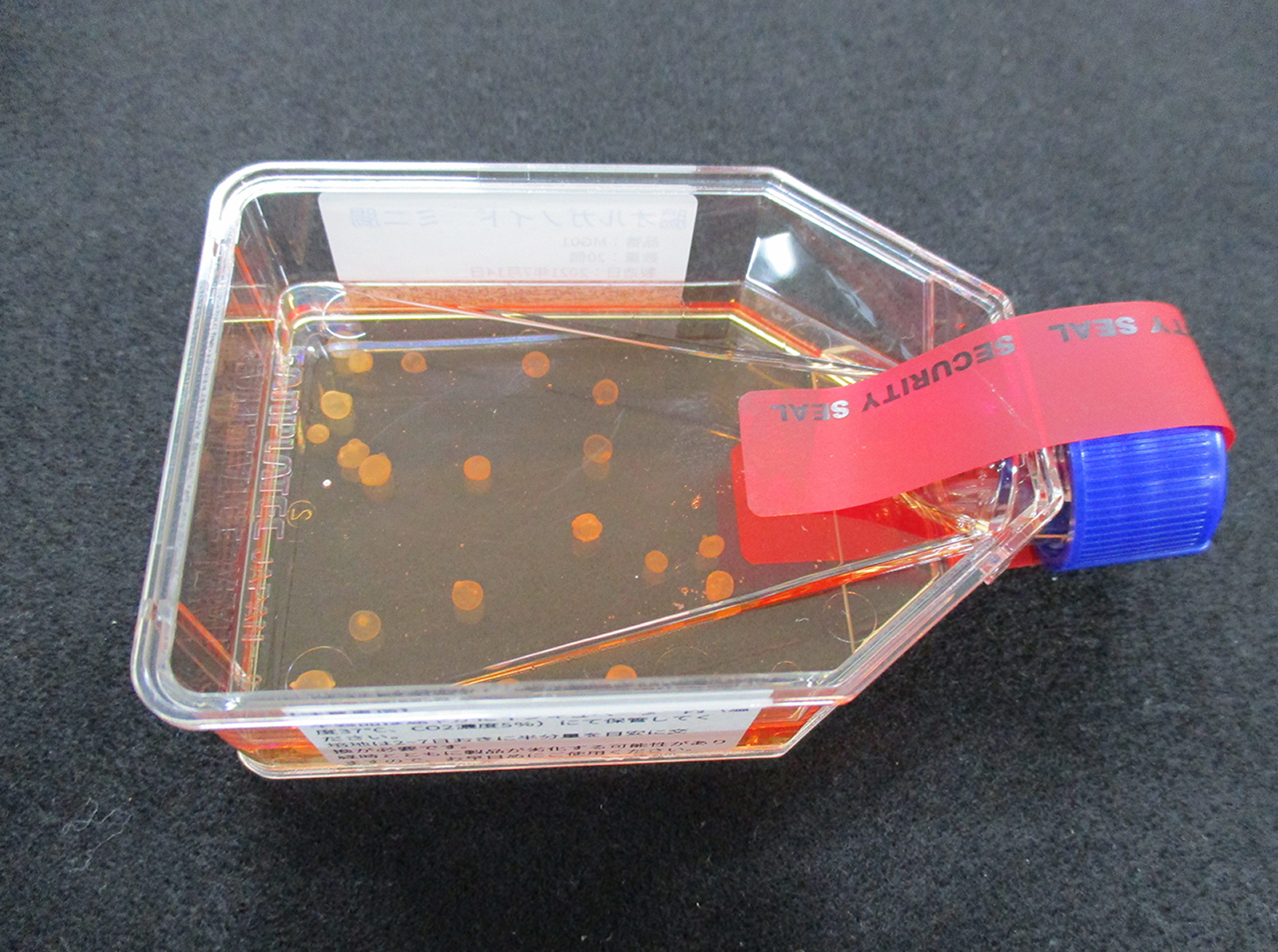 ボトルに入ったミニチュア臓器「ミニ腸」