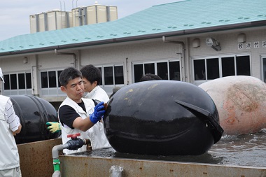 石巻市牡鹿半島で牡蛎養殖筏のブイを清掃する鬼澤さん（左）