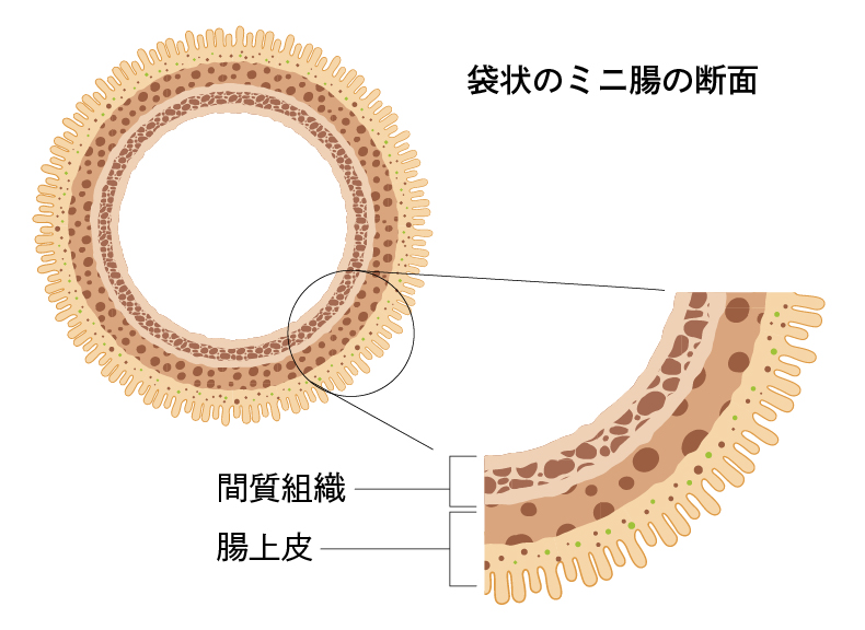 ミニ腸の断面図のイラスト