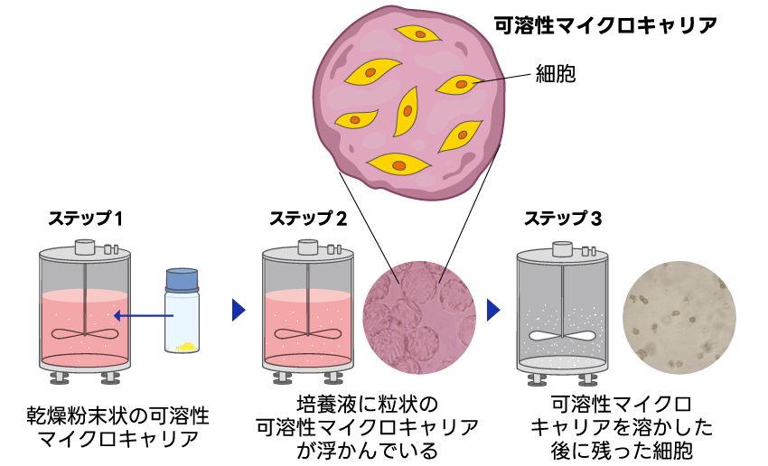 可溶性マイクロキャリアを使用した細胞培養の流れの説明図
