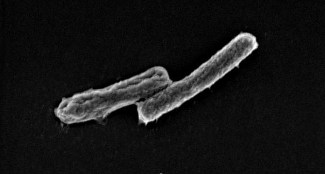 床波教授の研究室で使用している微生物の例
