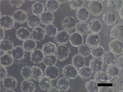 再生医療向けの細胞培養で用いる可溶性マイクロキャリア（微小粒子）を